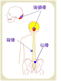 後頭骨と仙骨略図